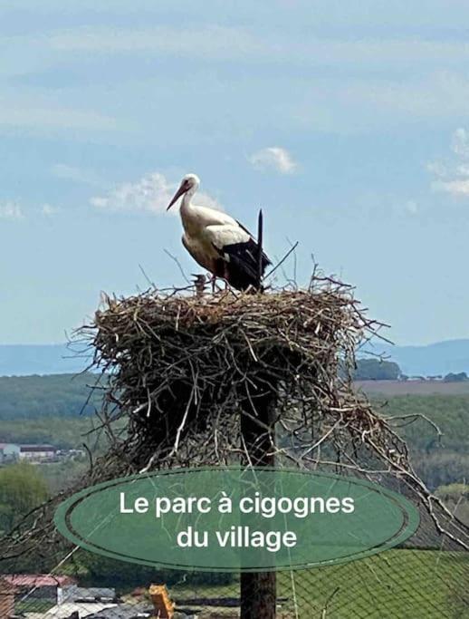 Gite Classe 4 Etoiles  La Maison Du Tonnelier Oberbronn Bagian luar foto